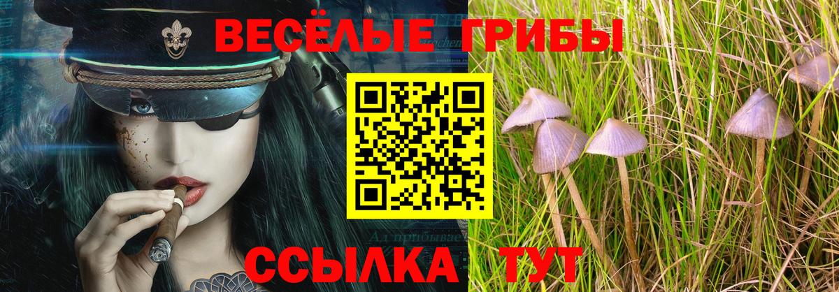 Псилоцибиновые грибы Psilocybe Канск